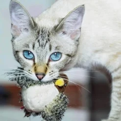 TailTrend Haustierspielzeug-Interaktives Vogel-Katzenspielzeug – Teaser für neugierige Katzen