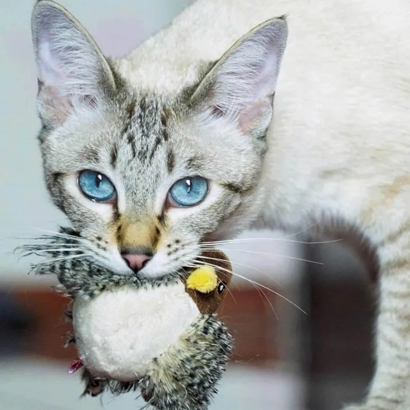 TailTrend Haustierspielzeug-Interaktives Vogel-Katzenspielzeug – Teaser für neugierige Katzen