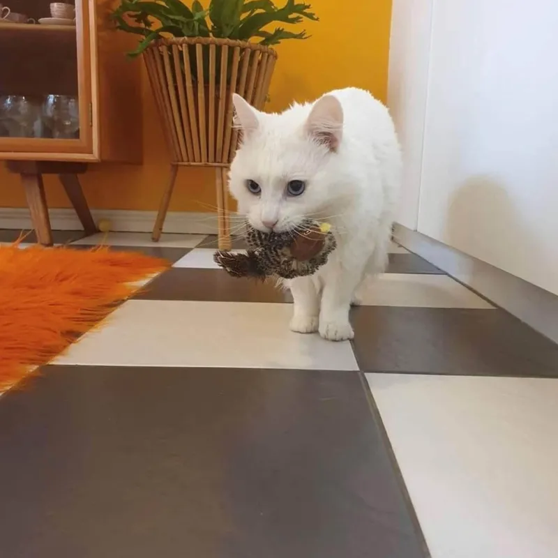 TailTrend Haustierspielzeug-Interaktives Vogel-Katzenspielzeug – Teaser für neugierige Katzen