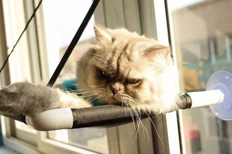 Decor Haustierzubehör-Katzenhängematte – bequemes hängendes Haustierbett