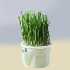 Furry Haven Haustierzubehör|Reinigungswerkzeuge Für Haustiere-Katzenminz-Pflanzgefäß - Kräuter-Snacktopf für Katzen