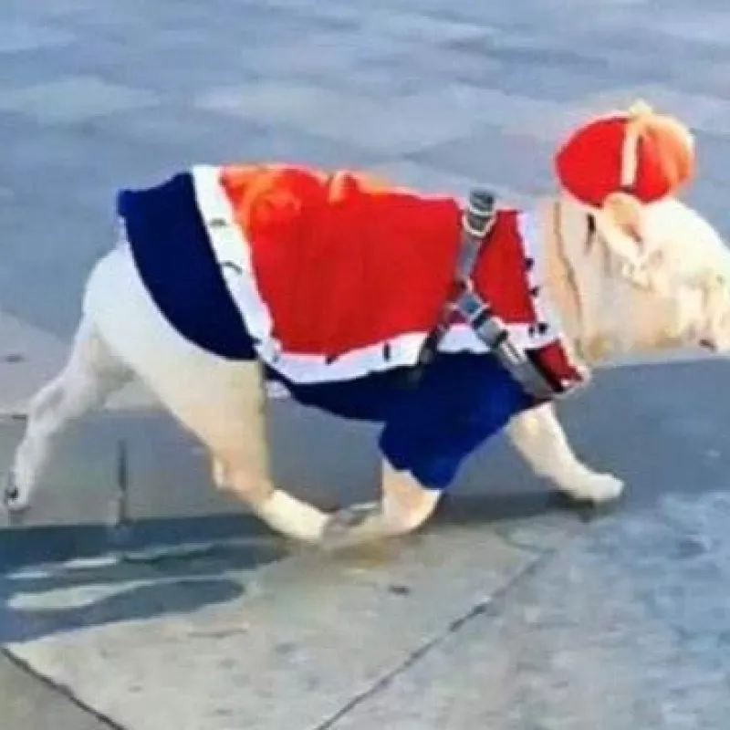 Decor Haustierzubehör|Reinigungswerkzeuge Für Haustiere-Königskostüm für Haustiere – Entzückendes königliches Outfit für Hunde und Katzen