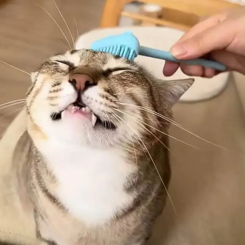 TailTrend Haustierspielzeug-Massagebürste zur Katzenpflege – Interaktives Haustierspielzeug mit Ständer