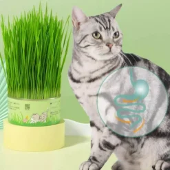 TailTrend Haustierspielzeug-Natürliche Katzengras-Leckerlis - Gesunde Snacks aus der Dose für Katzen