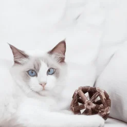 TailTrend Haustierspielzeug-Natürlicher Katzenminzball – Lustiges, gesundes Katzenspielzeug