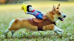 Decor Haustierzubehör-Reitpferd-Hundekostüm – Lustiges Haustier-Halloween-Outfit