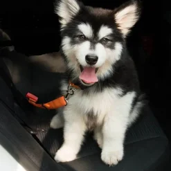 Decor Autozubehör|Automobilindustrie-Sicherheitsgurt für Welpen – Sicherheitsgeschirr für Haustiere im Auto