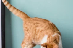 Furendo Haustierzubehör|Reinigungswerkzeuge Für Haustiere-Slow Feeder Hundenapf – Anti-Schling-Napf für gesunde Ernährung